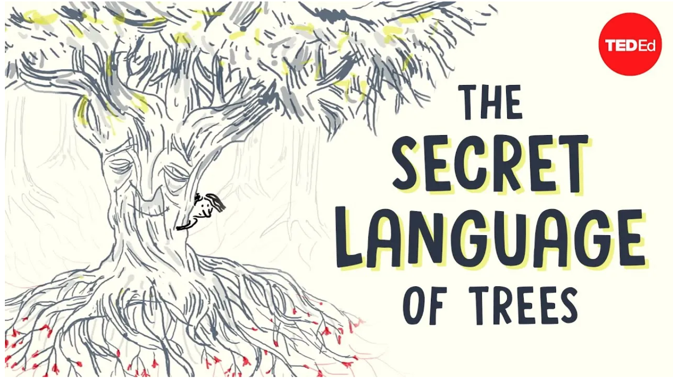 The secret language of trees