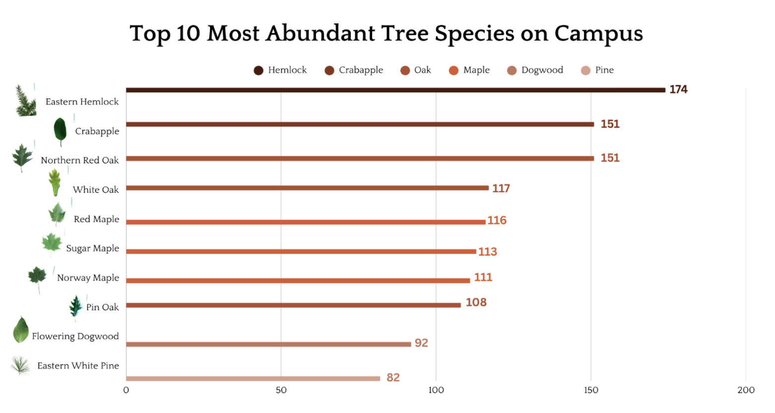 top 10 tree species on campus