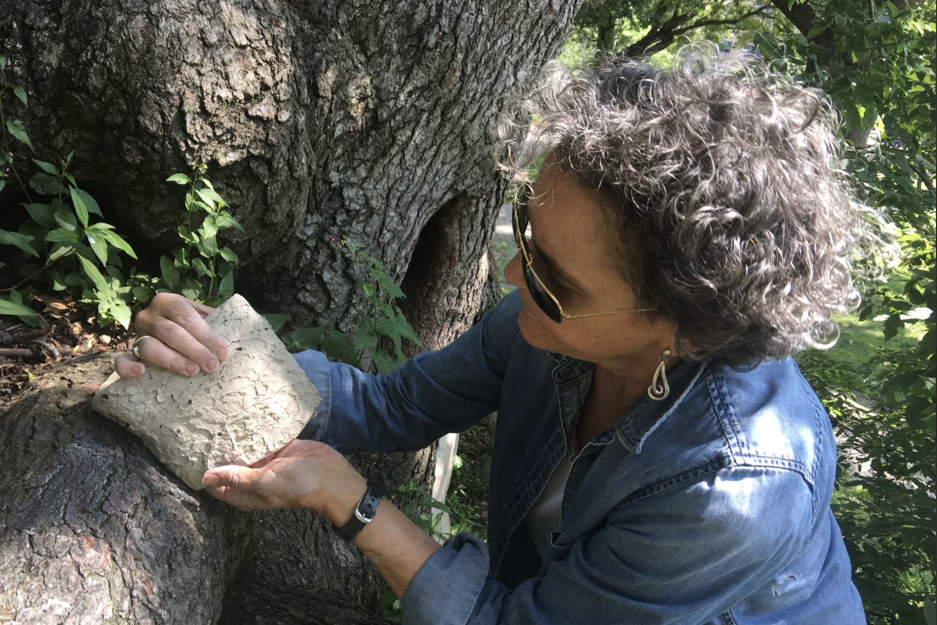 Susan Stair casing a sweet gum tree in Marcus Garvey Park
